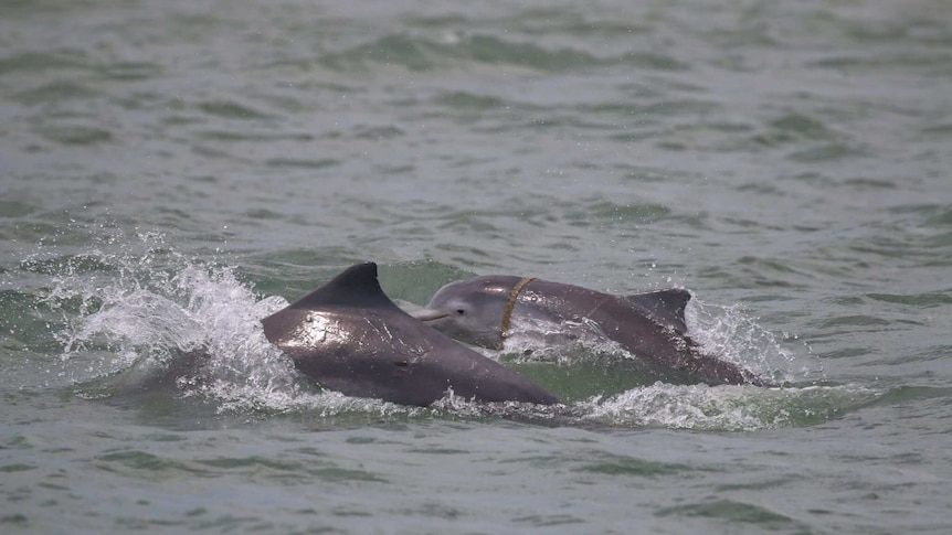 Marine debris caught on baby dolphin
