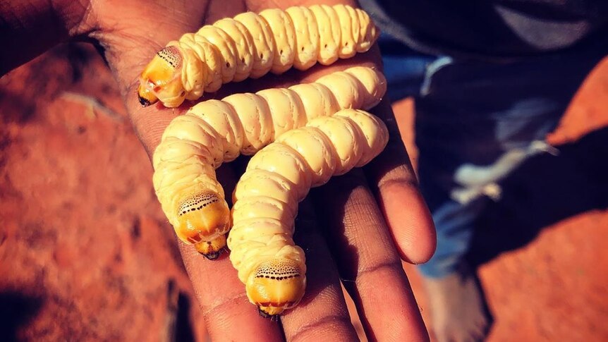 A hand holds three witchety grubs.