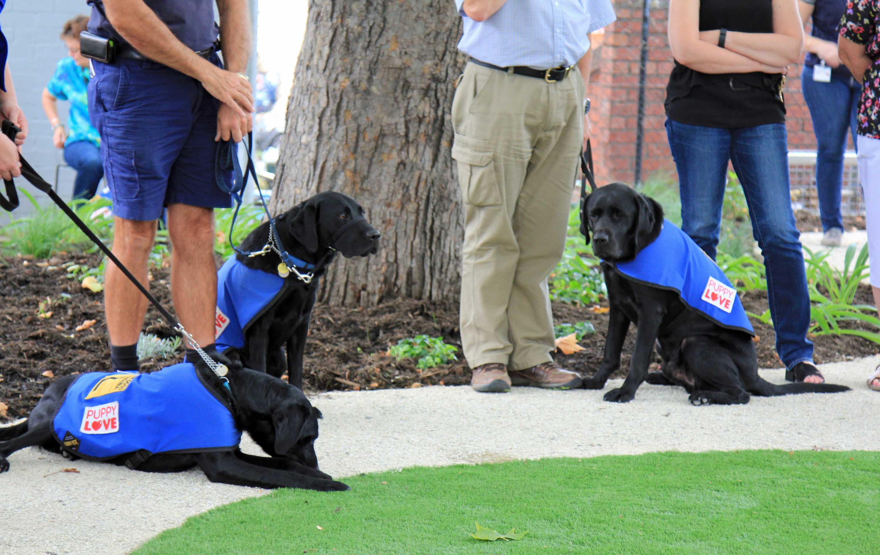 Memory of guide dogs honoured with public garden in Hobart ABC News