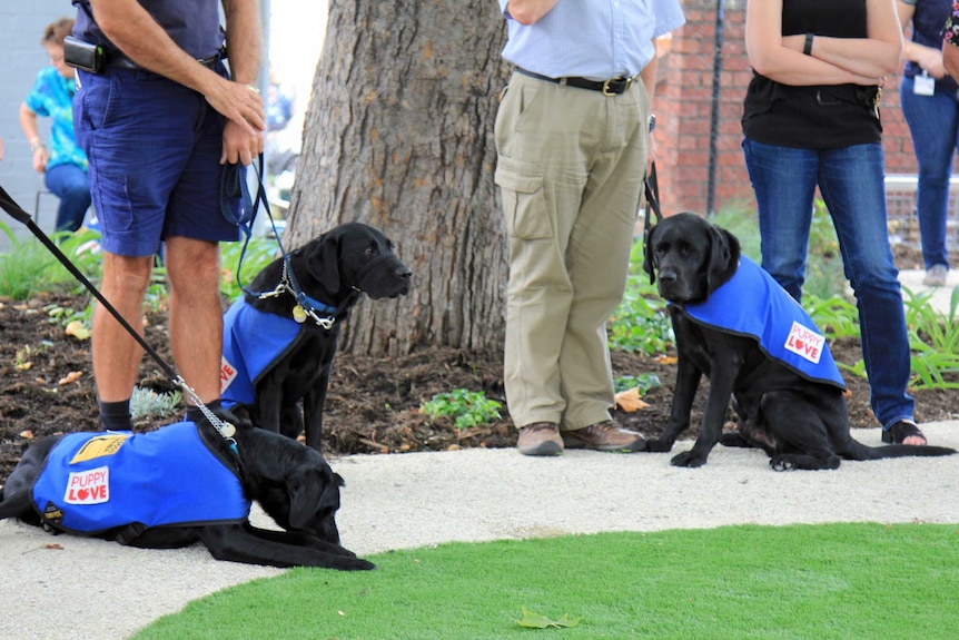 Three learner guide dog pups