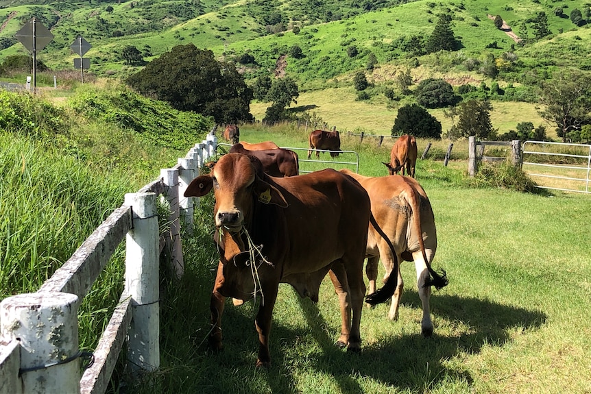 cattle grazing in a paddock next to a fence