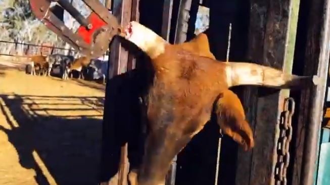 A screengrab from a video showing a cattle being de-horned, allegedly without anaesthetic.