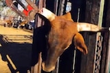 A screengrab from a video showing a cattle being de-horned, allegedly without anaesthetic.