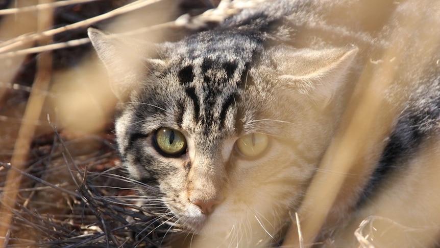 A feral cat in the bush