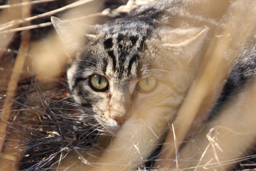 A feral cat in the bush