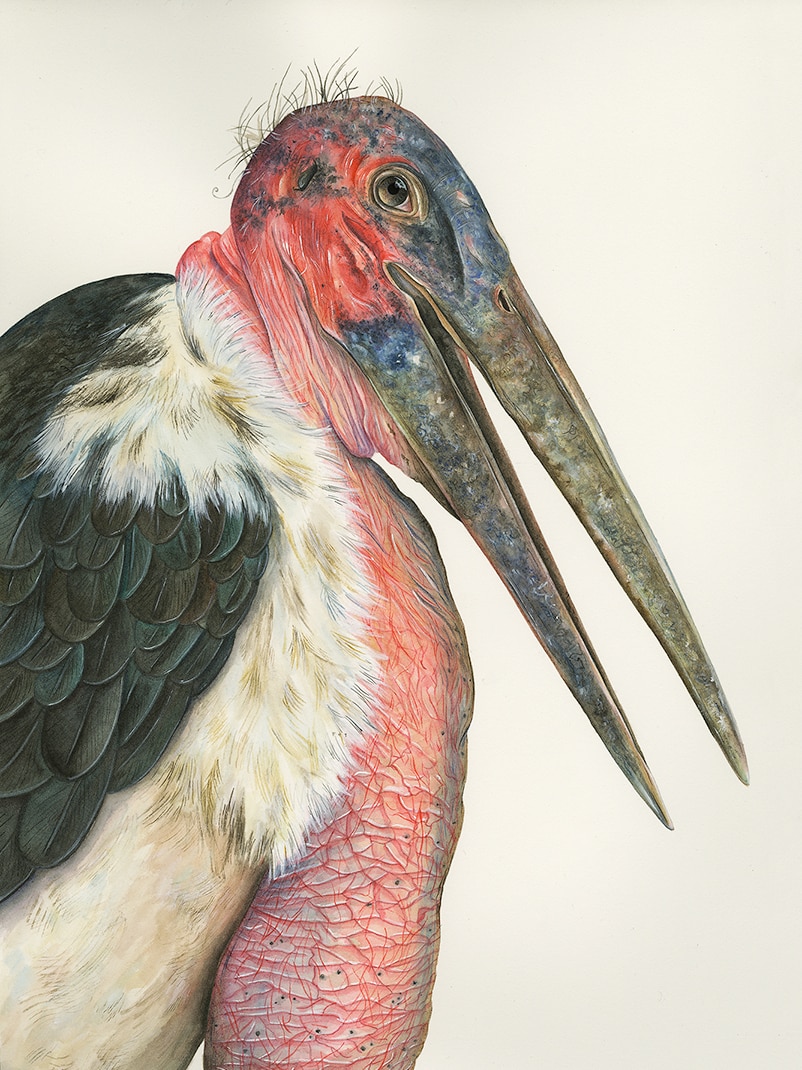 A stork with a long powerful peak and a huge pink sack under its chin.