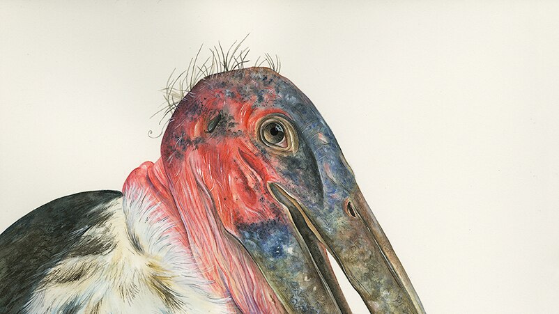 A stork with a long powerful peak and a huge pink sack under its chin.