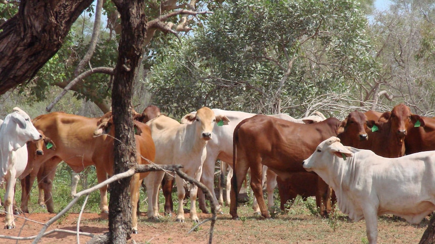 Cattle in northern Australia