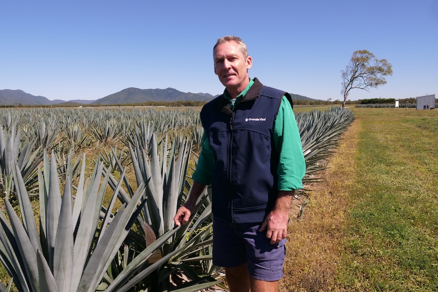 A man standing next to rows of agave plants in a paddock.