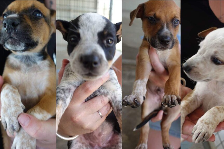 Four cute puppies that were stolen in Alice Springs.