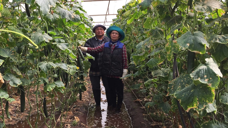 Growers in their flooded greenhouse