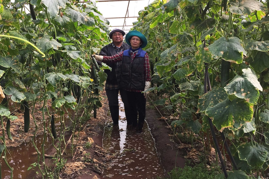 Growers in their flooded greenhouse