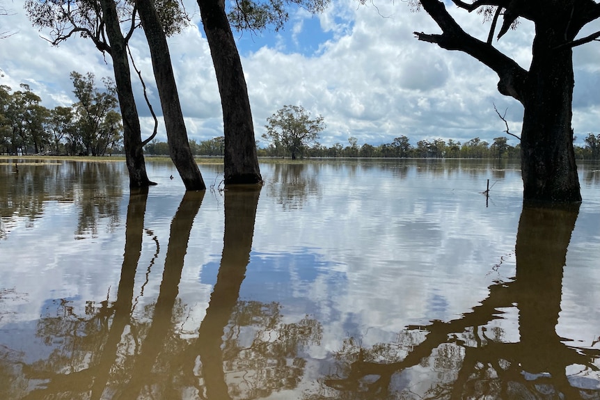 A paddock of barley that has been inundated with flood water.