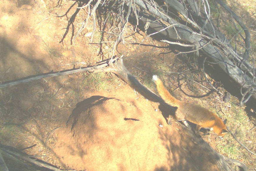 A fox stalks a termite mound in Canberra where Rosenberg's Monitor eggs are hatching.