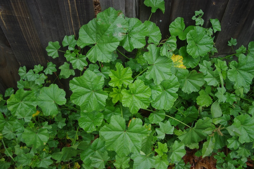 Mallow growing along a fence line.