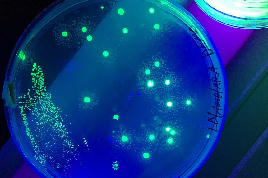An E. coli cell culture that has been modified to glow under UV light