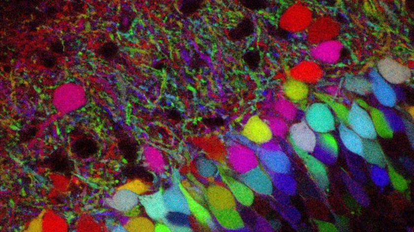 A photo of a 'brainbow' (fluorescent pigments in nerve fibres in the brain)