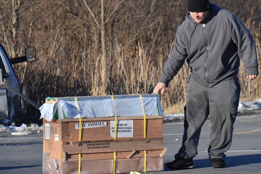 A man checks a crate transporting monkeys in the middle of the road.