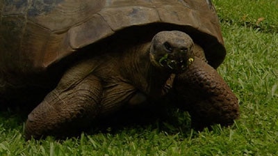 RIP: Harriet the Galapagos tortoise has died after a short illness.