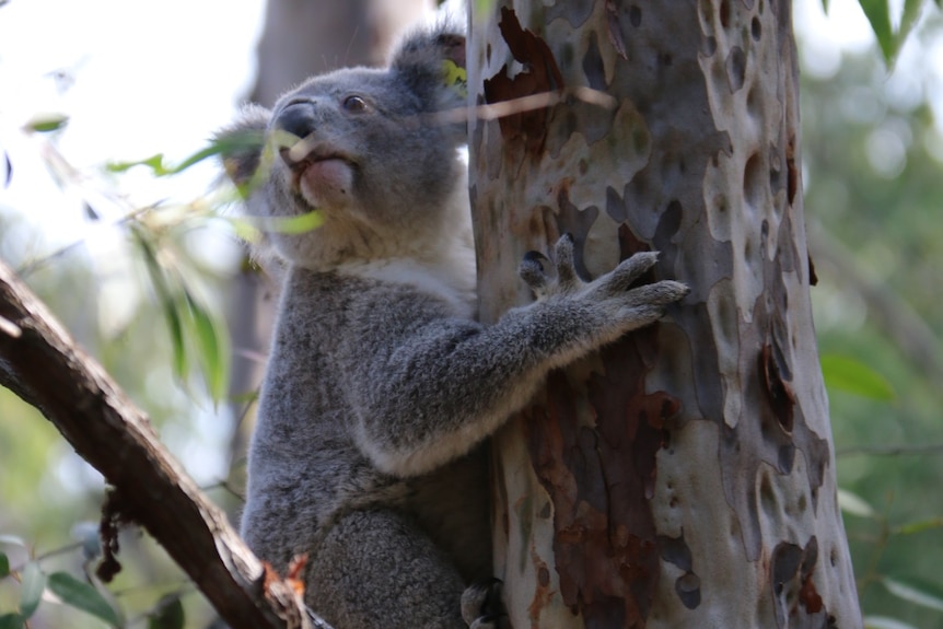 A koala clings onto a eucalypt tree.