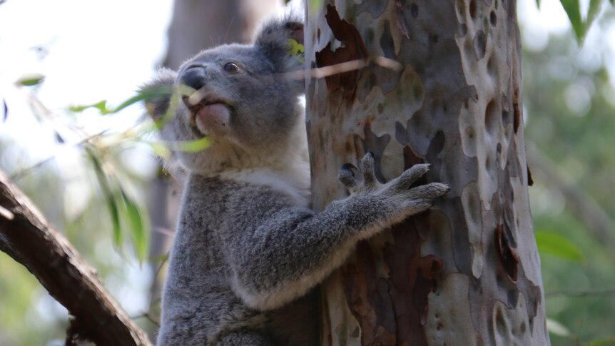Poh the koala clings onto a eucalypt tree.