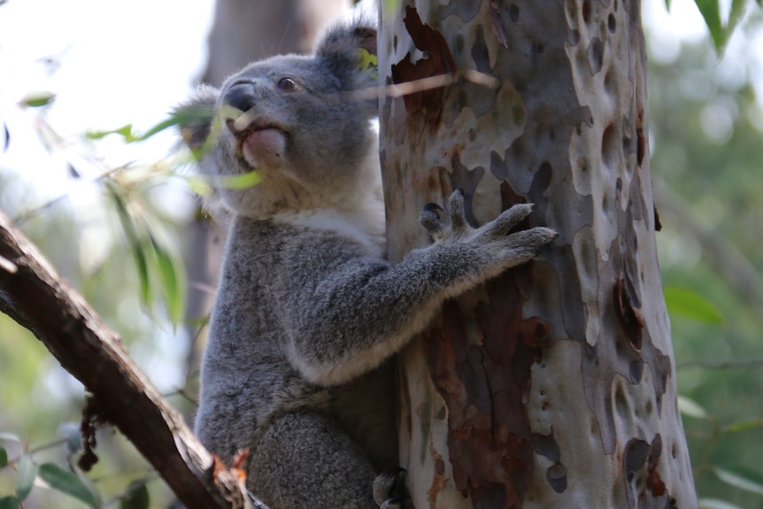 Poh the koala clings onto a eucalypt tree.