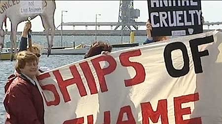 Protesters on the dock at Portland protest against a sheep shipment. (File photo)