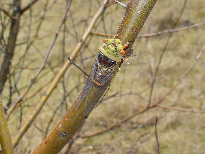 Corroborree cicada (Macrotristria intersecta)