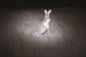 A black-and-white image of a kangaroo in a spotlight