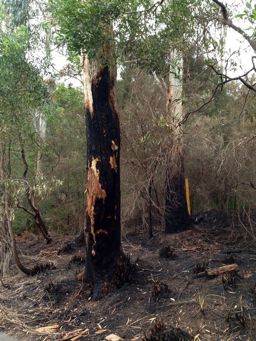 Burnt trees at Ringwood Lake