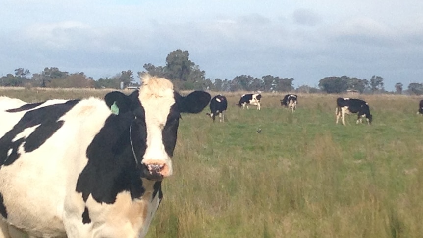 Black and white Holstein cow chews grass in green paddock surrounded by a herd of dairy cows