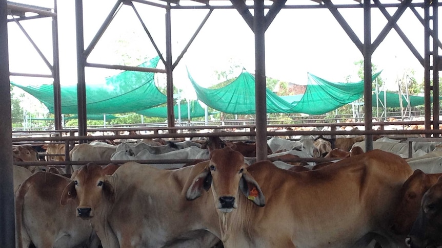 Cattle in yards near Darwin ready for live export