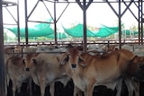Cattle in yards near Darwin ready for live export