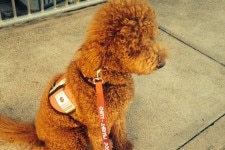 The labradoodle being used for therapy at a Hunter region primary school.