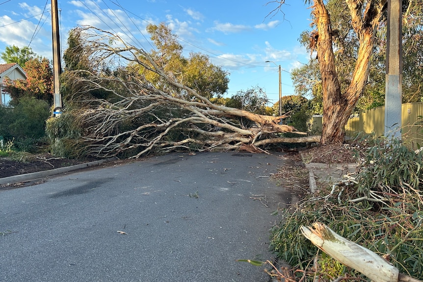 A fallen tree over a road.