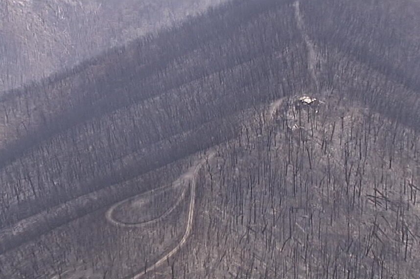 Aerial of burnt trees and destroyed house on hillside.