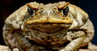 A cane toad sits on a log