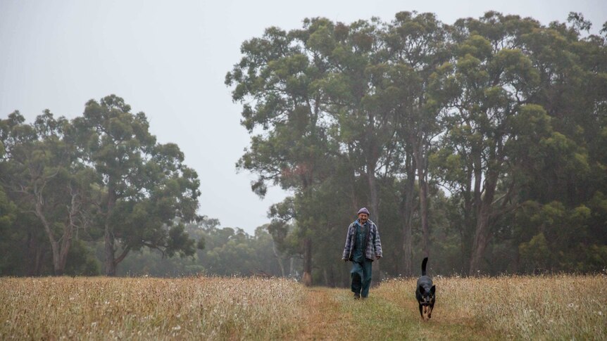 An orchardist and a dog cross a paddock against a backdrop of tall gum trees.