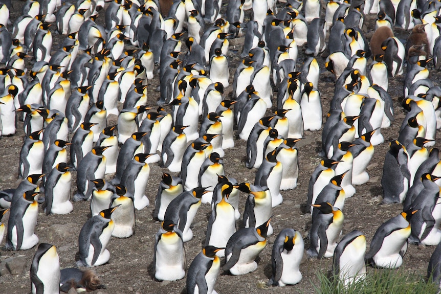 Penguins with orange feathers around their necks stand in a group