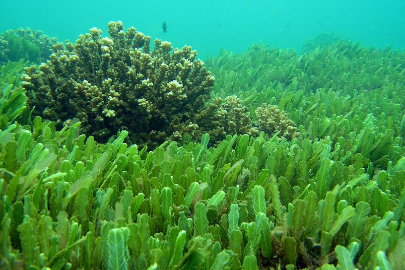 The algae Caulerpa sertularioides engulfs a reef in Culebra Bay on the Costa Rica Pacific coast