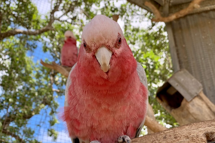 A galah on a branch eyes the camera while another galah looks on from behind