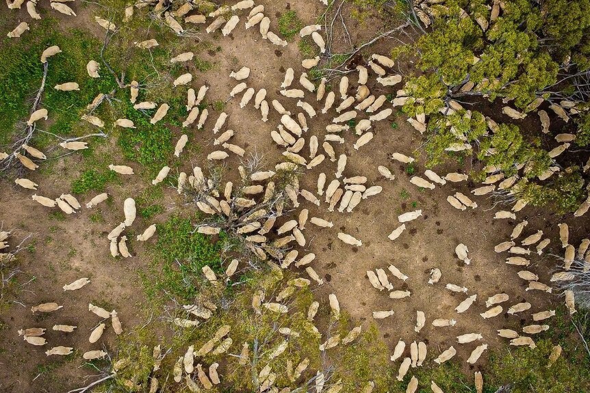 Drone shot of sheep in field