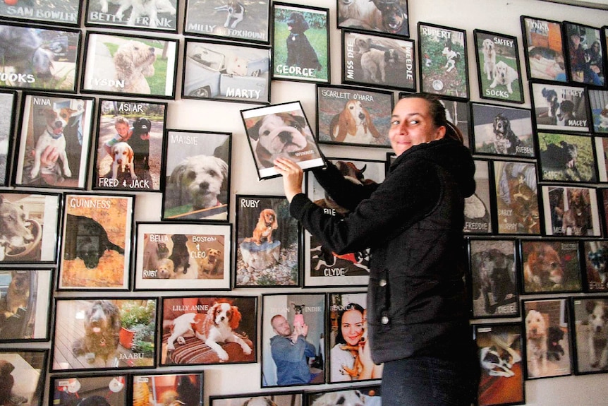 Waitress Julieann Bailey stands on a ladder securing a framed picture on a wall covered in photographs of dogs