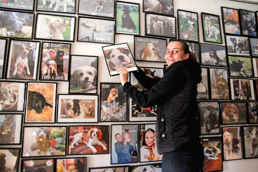 Waitress Julieann Bailey stands on a ladder securing a framed picture on a wall covered in photographs of dogs