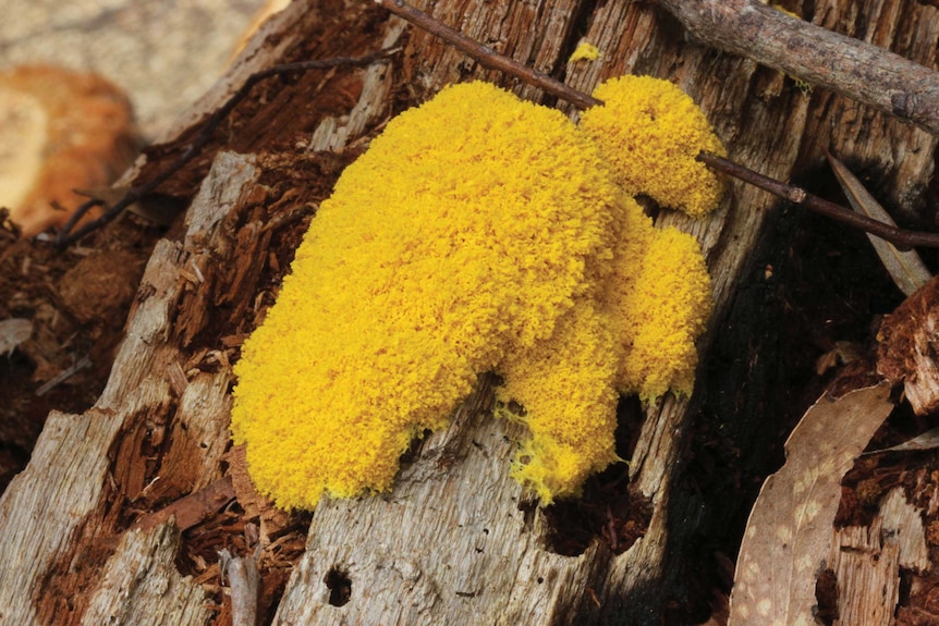 A slime mould known as dog's vomit
