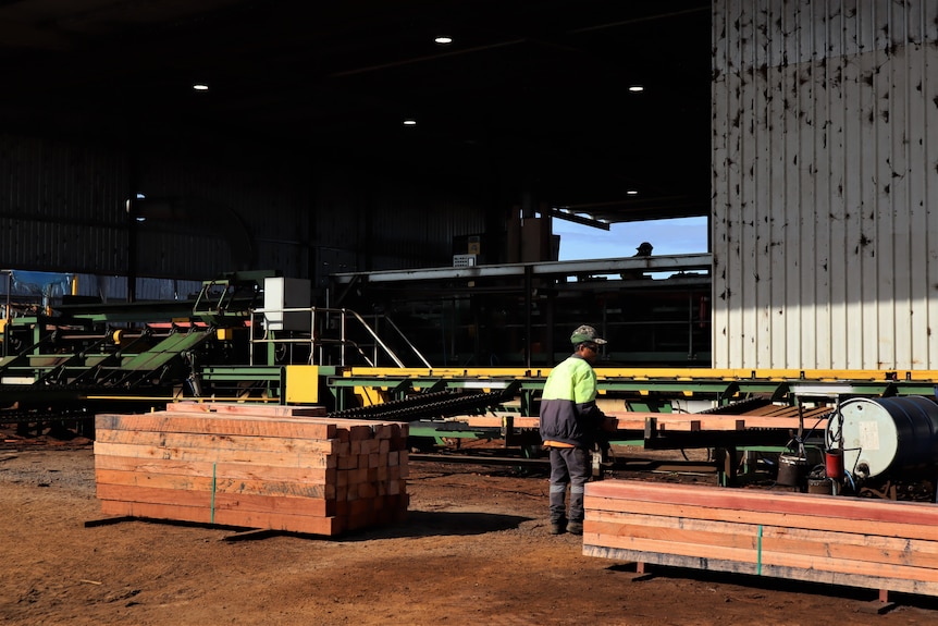 Sawmill worker in high vis about to pick up timber board off conveyer belt.