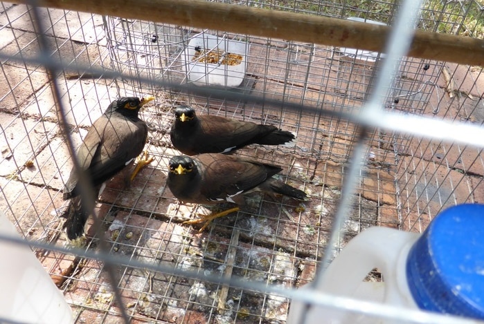 Three myna birds caught in a trap.