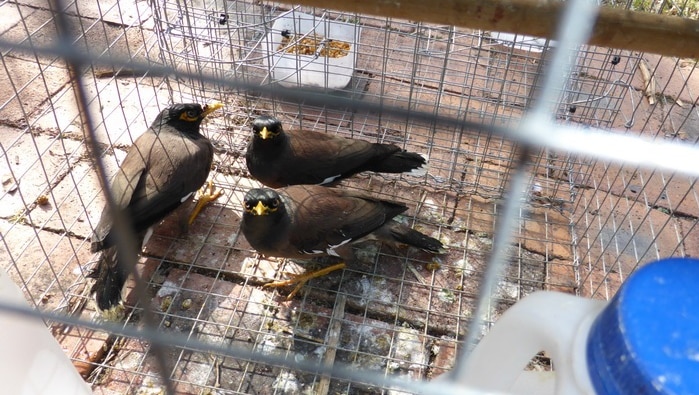 myna birds trapped