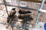 Three myna birds caught in a trap.